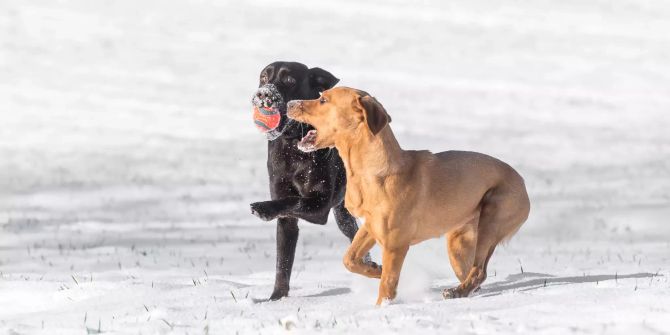 Schnee zwei Hunde spielen dunkles und helles Fell