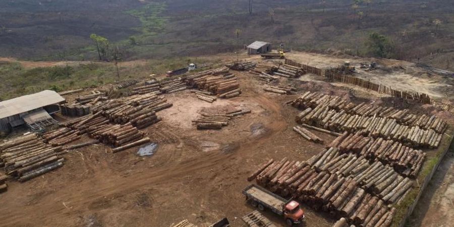 In Brasilien geht die Abholzung im Amazonasgebiet bisher in grossem Massstab weiter. Foto: Andre Penner/AP/dpa