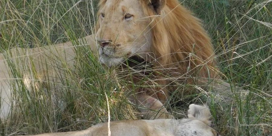 Zwei dösende Löwen im Gras: Mehr als jeder vierte männliche, ausgewachsene Löwe in Sambia hat einer Analyse zufolge Schrotkugeln im Schädel (27 Prozent). Foto: Simone A. Mayer/dpa /dpa