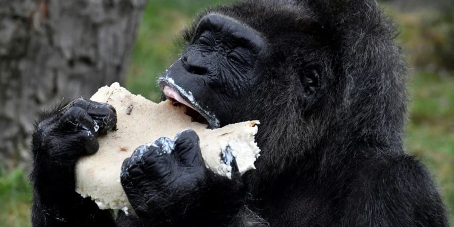 Gorilladame Fatou hat guten Appetit