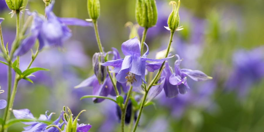 Akelei blau Blüten Knospen