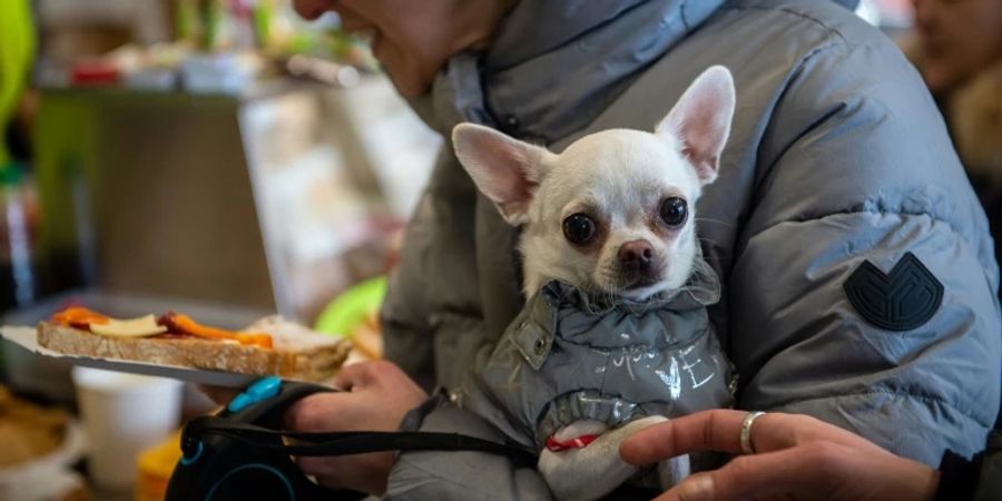 Ukrainischer Flüchtling mit Hund