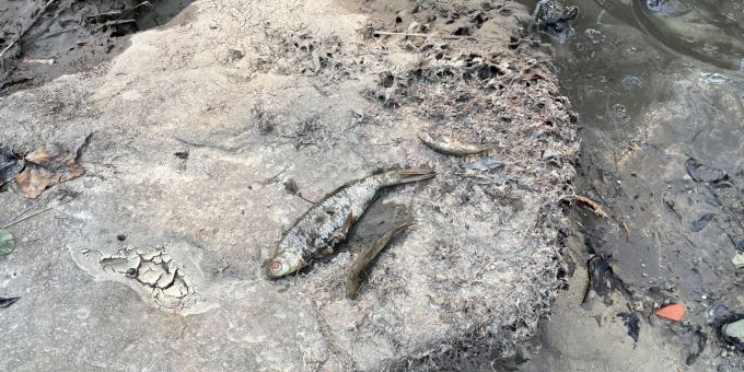 Rund 10'000 Fische verendeten im Mettlenbach.