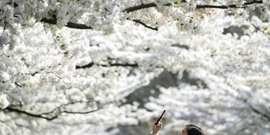 Eine Spaziergängerin macht Fotos von Kirschblüten