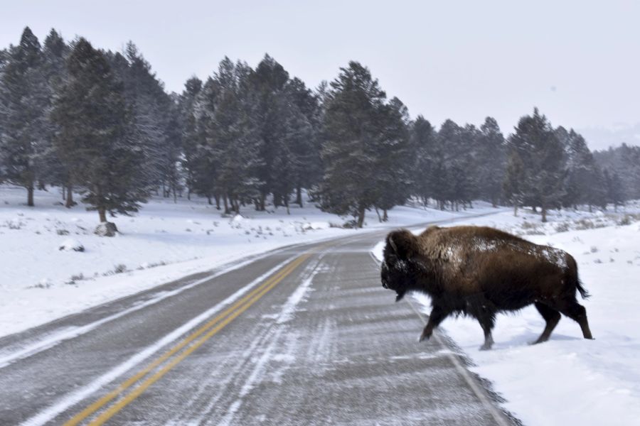 Yellowstone-Nationalpark