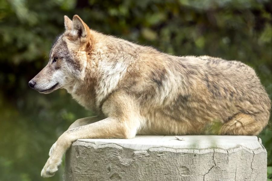 zoo zürich