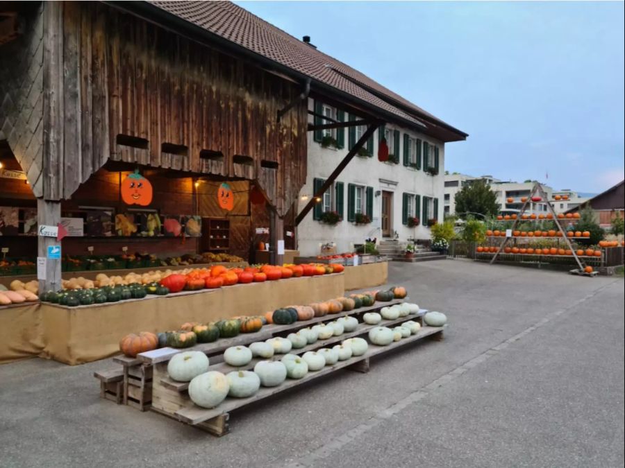 Kürbisse Salm Kirchdorf