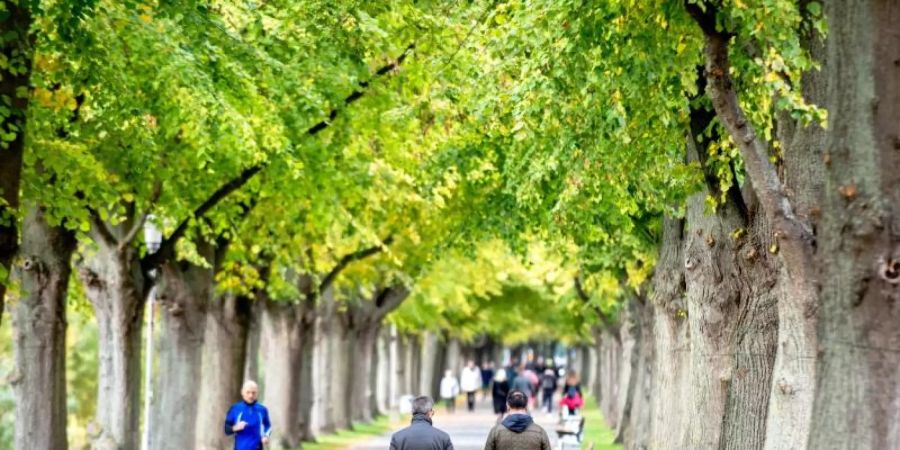 Herbstliche Farben in einer Allee in Hannover. Foto: Hauke-Christian Dittrich/dpa