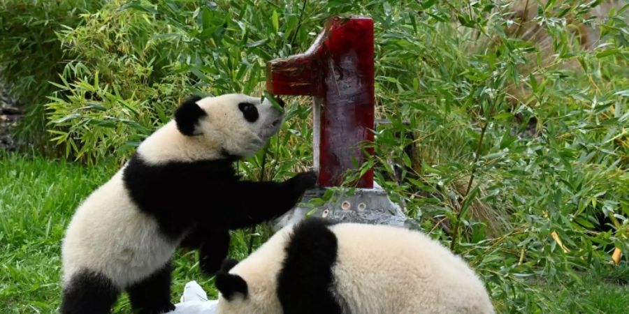 Pandazwillinge in Berlin