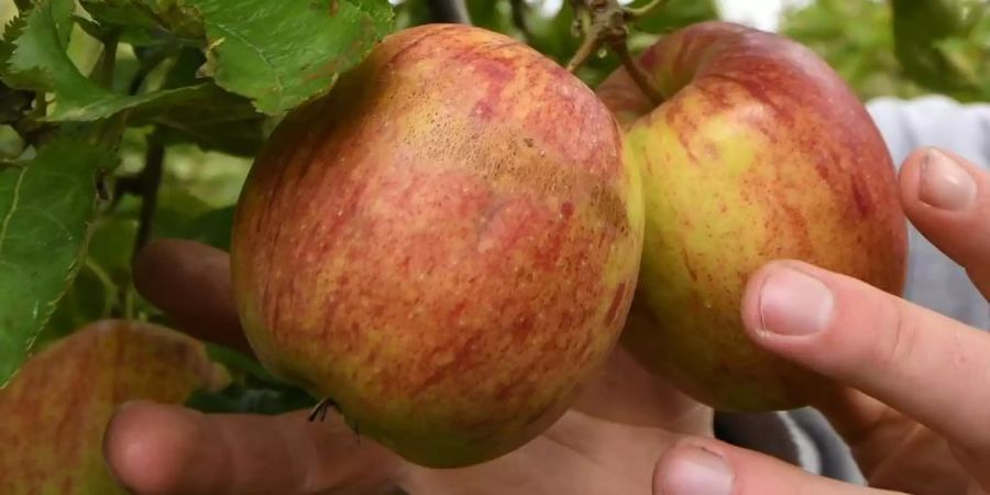 Äpfel