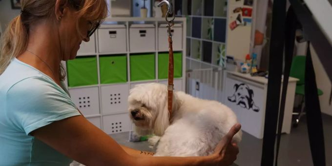 Nadja Krienbühl bei der Pflege von Robi. Hundesalon Robi