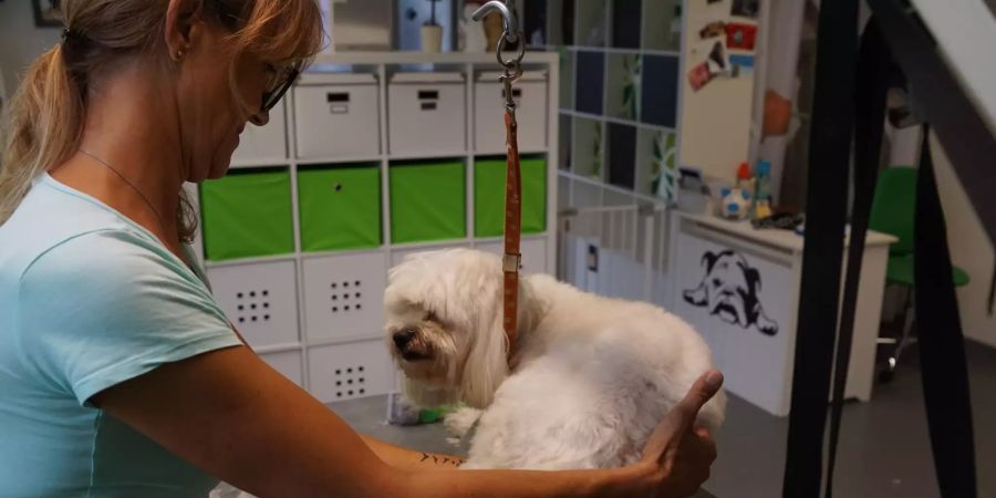 Hundesalon Robi