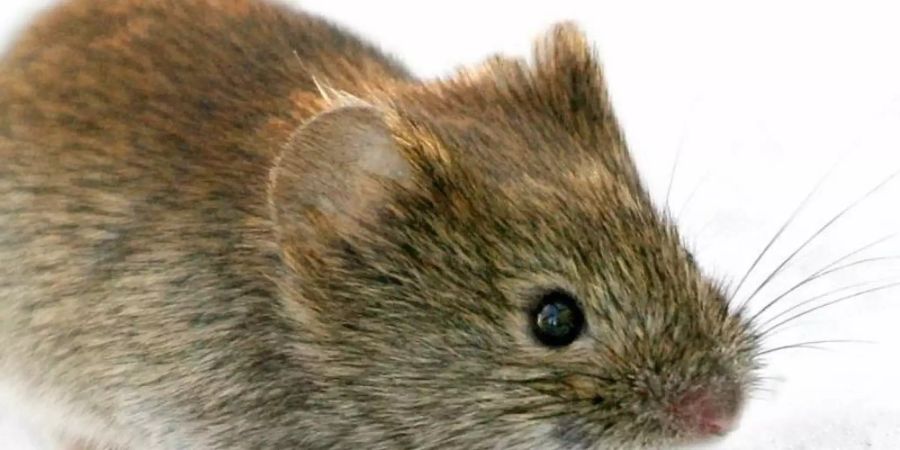 Das Hantavirus wird häufig von der Rötelmaus (Clethrionomys glareolus) auf den Menschen übertragen. Foto: Kimmo Taskinen/STT-Lehtikuva/dpa