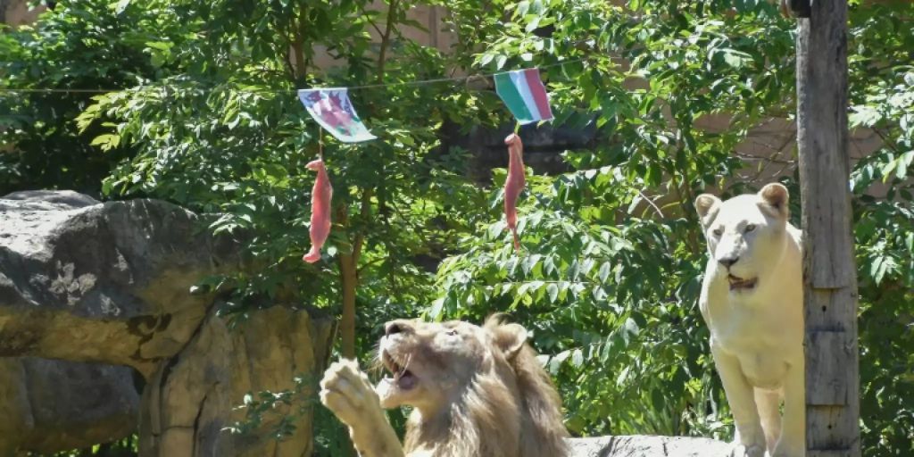 Thailändischer Löwe als tierisches Orakel der Fussball-EM ...