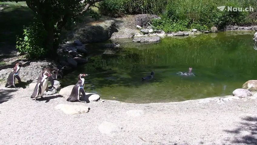 zoo-zurich