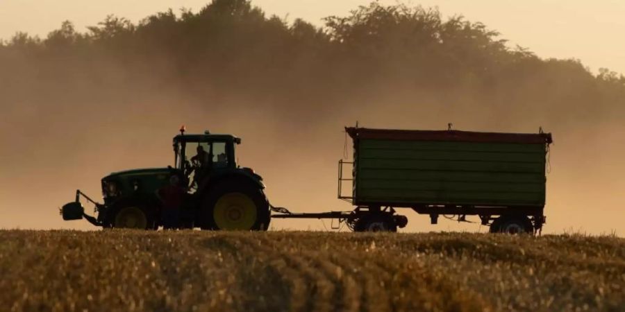Die Erntesaison wird voraussichtlich mit Verzögerung beginnen. Foto: Sebastian Kahnert/dpa-Zentralbild/dpa