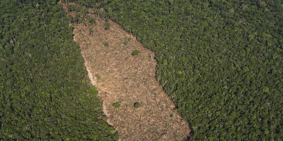 ARCHIV - Blick auf ein abgeholztes Waldstück im Amazonasgebiet. Foto: Victor R. Caivano/AP/dpa