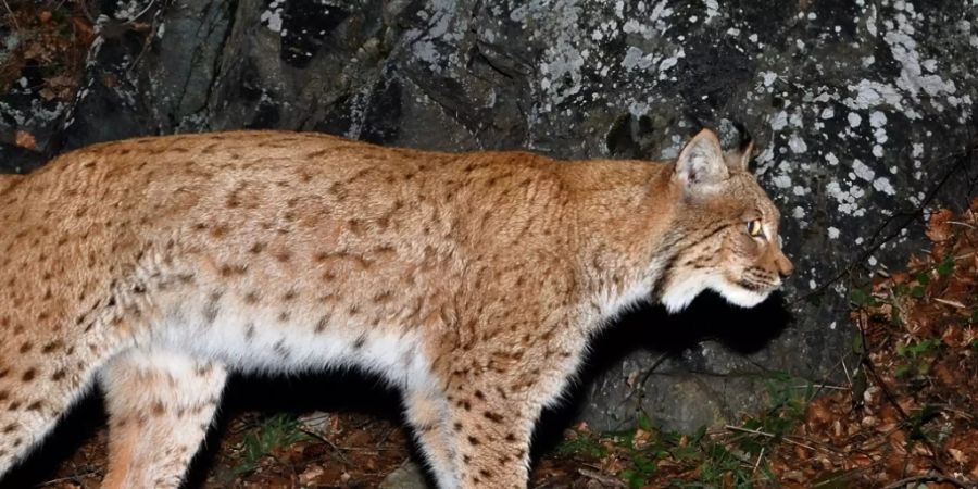 Ein von der Fotofalle im Wallis erwischter Luchs.