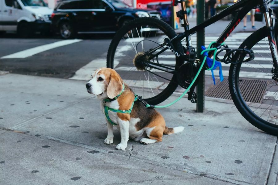 Hund auf Asphalt