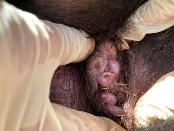 Jungtiere von Tasmanischen Teufeln in Australien. Australien