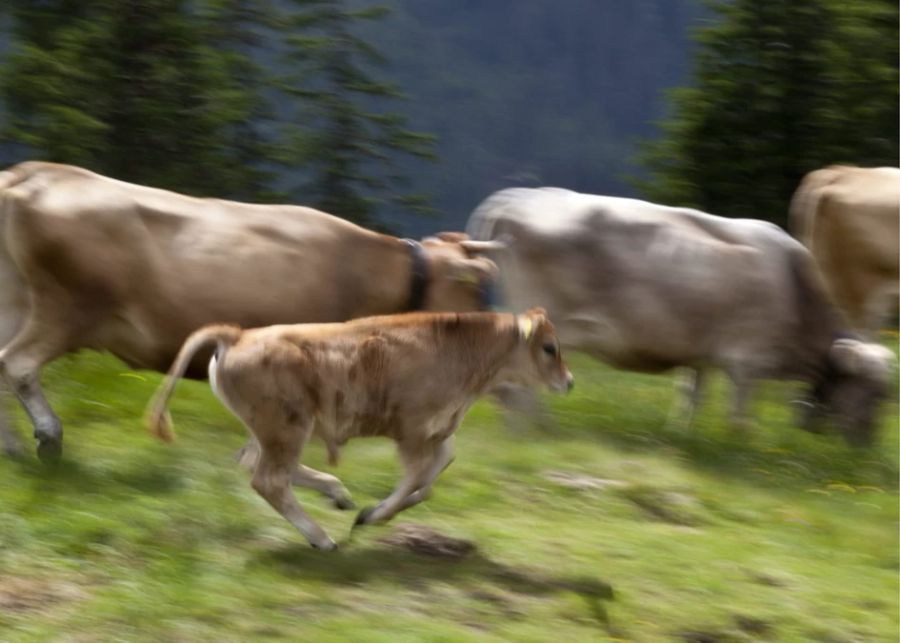 Spezialisiert sich der Wolf auf Rinder, soll er abgeschossen werden, so das BAFU. (Symbolbild)