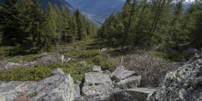 Brusio / Grenzgebiet: Jäger bei Jagdunfall schwer verletzt