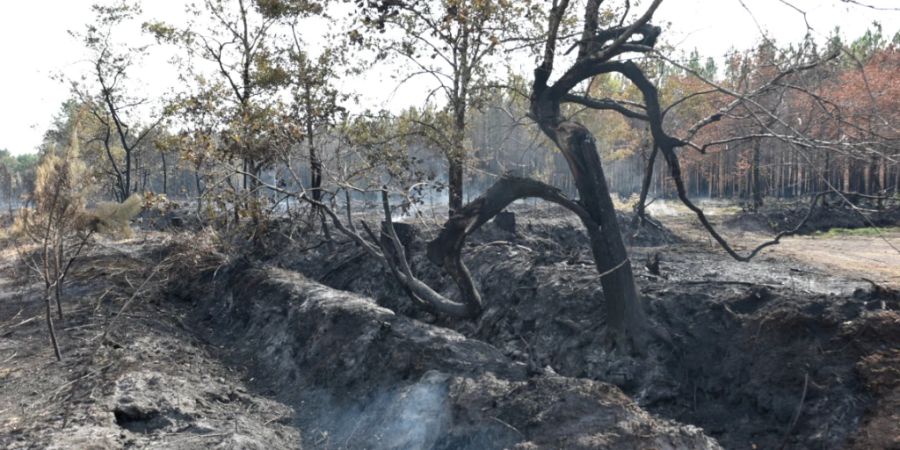 Blick auf einen abgebrannten Baum. Die französischen und europäischen Einsatzkräfte haben das Feuer an der Atlantikküste bei Bordeaux in den Griff bekommen. Foto: Ervin Shulku/ZUMA Press Wire/dpa