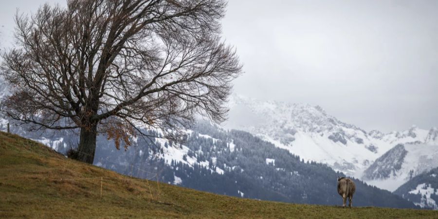 Die Schneefallgrenze sinkt am Donnerstag auf 2000 bis lokal 1500 Metern. (Symbolbild)