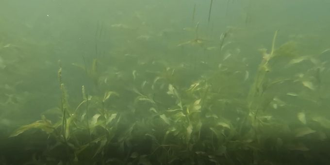 «Wasserqualität» - Schwimmer ekeln sich vor «Seegras» – Experte freut's