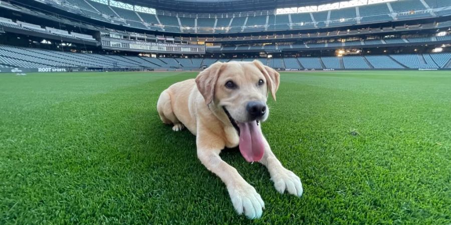 Seattle Mariners