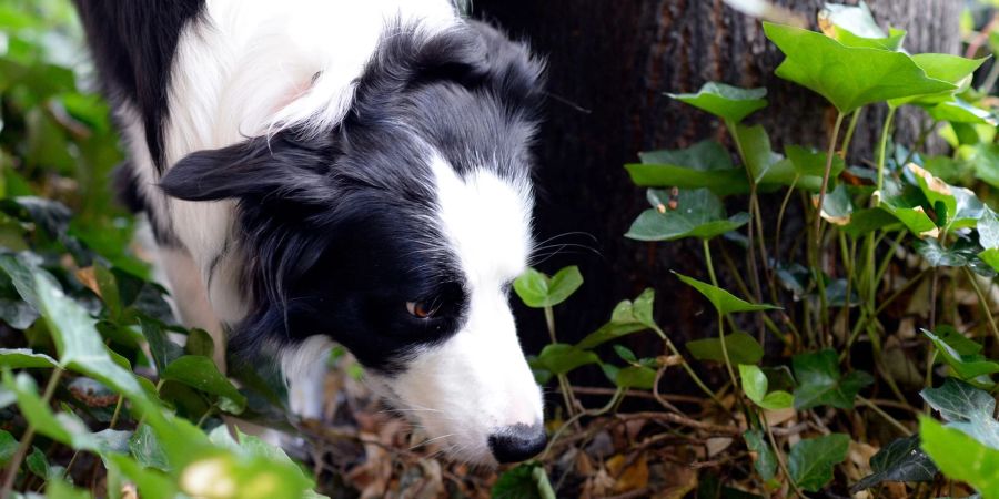 lungenwürmer hund katze