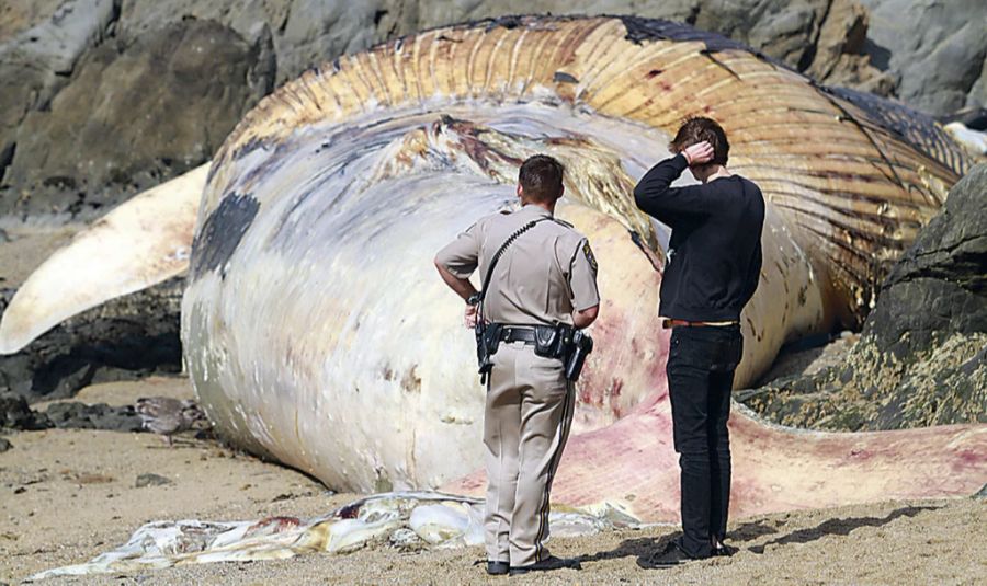 Wenn die Tiere sterben, können sie an den Strand gespühlt werden. Meist sinken sie jedoch auf den Meeresgrund.