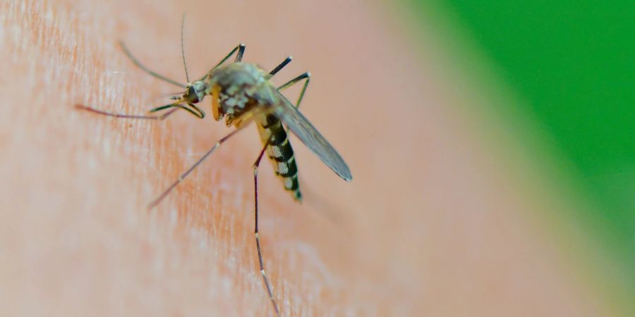 Eine Mücke der Art Aedes vexans saugt Blut aus dem Arm einer Frau.