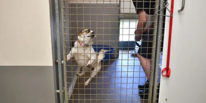 Ausgesetzter Hund Ausgesetzter Hund