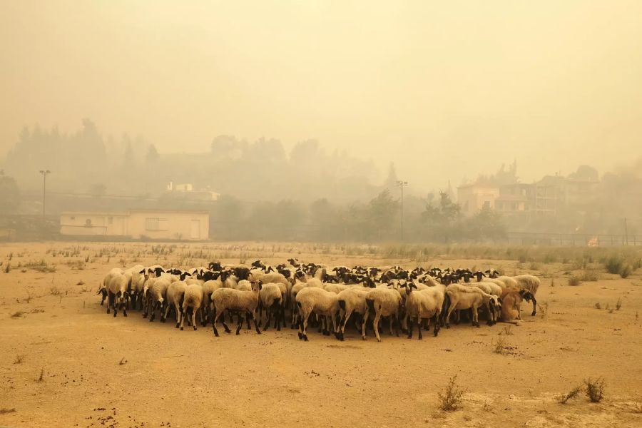 Schafe versammeln sich während des Feuers auf Euböa.