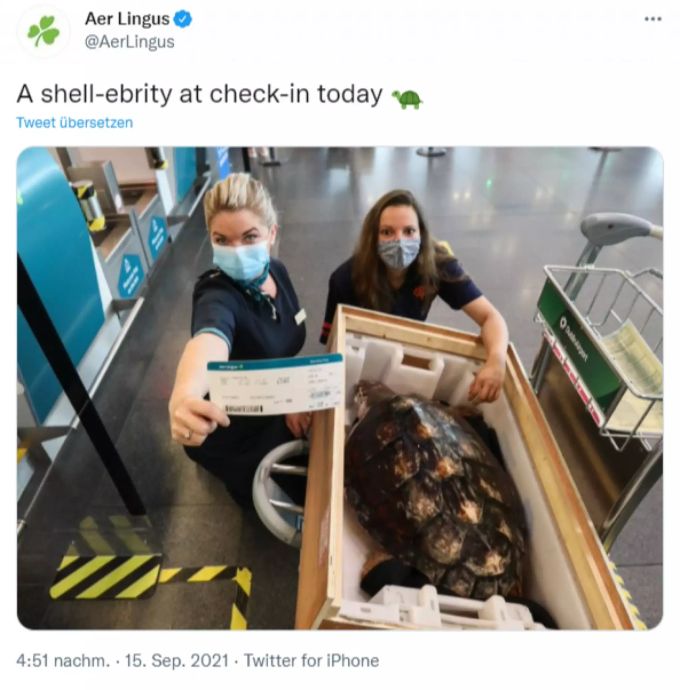 Meeresschildkröte «Julius Caesar» wird samt eigenem Flugticket nach Gran Canaria geflogen. Schildkröte