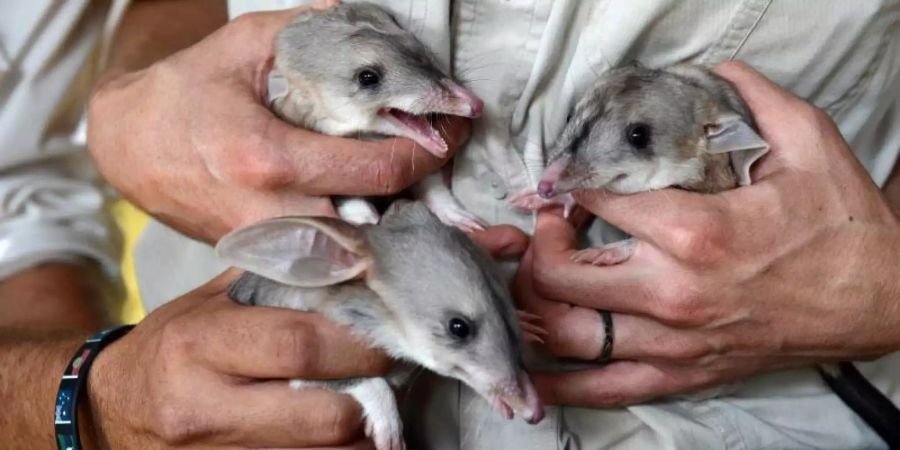 Ein Trio Bilby-Babys. Die seltenen Kaninchennasenbeutler kommen nur in Australien vor. Foto: Dan Peled/AAP/dpa