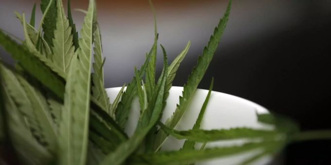 Der kanadische Cannabishersteller Aurora Cannabis konnte seinen Verlust im letzten Quartal deutlich eindämmen. Aurora Cannabis