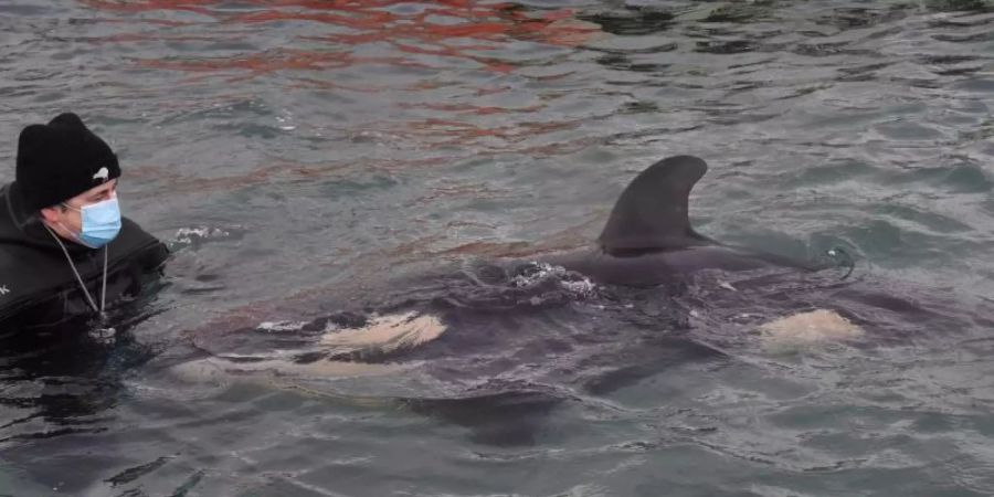 Ein freiwilliger Helfer mit dem Orca-Baby Toa. Der kleine Schwertwal ist gestorben. Foto: Ben Mckay/AAP/dpa