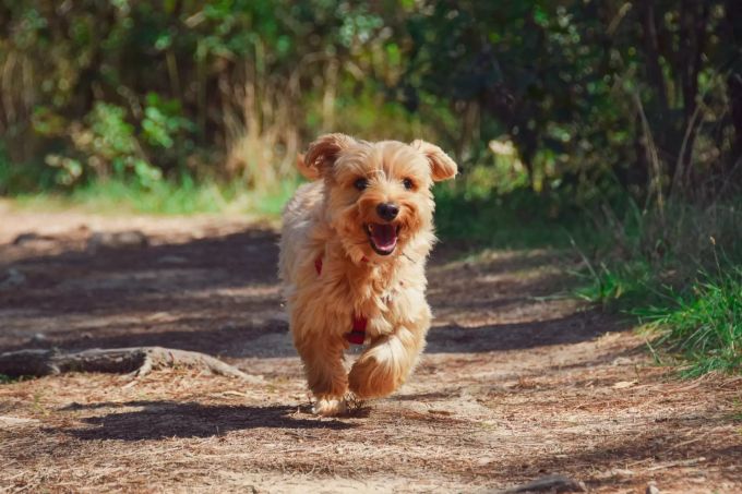 Vor allem die Rassengruppe der Terrier soll die falschen oder wahren Gedanken der Menschen erkennen. hunde terrier