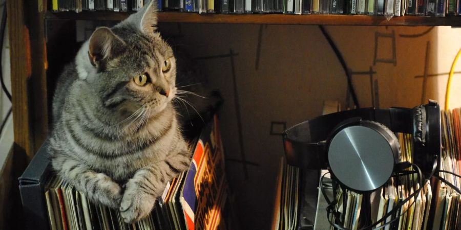 Katze Musik