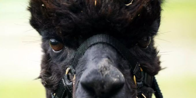 «Geronimo» - Halterin will Todesurteil für Alpaka nicht akzeptieren