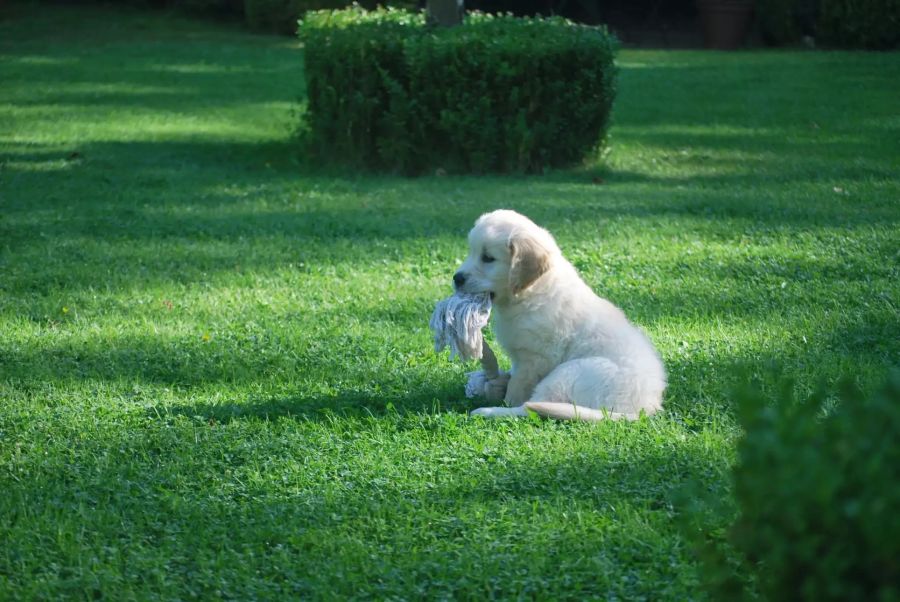 Hund im Gras