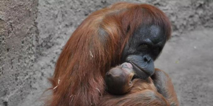 Orang-Utan-Mutter Raja hält im Leipziger Zoo ihr neugeborenes Kind in den Armen. Foto: --/Zoo Leipzig/dpa Orang-Utan-Mutter Raja hält im Leipziger Zoo ihr neugeborenes Kind in den Armen. Foto: --/Zoo Leipzig/dpa