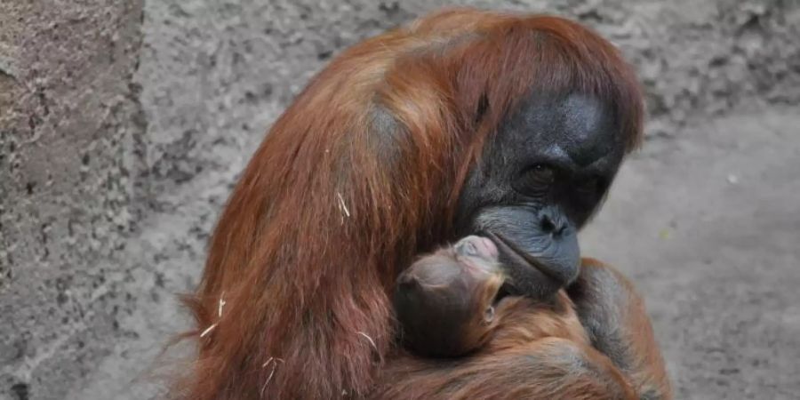 Orang-Utan-Mutter Raja hält im Leipziger Zoo ihr neugeborenes Kind in den Armen. Foto: --/Zoo Leipzig/dpa