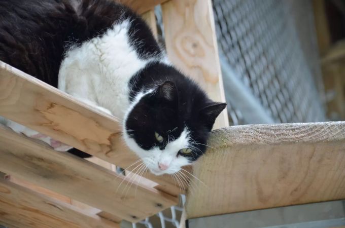 In hektischen Momenten verzieht sich der Kater gerne bis wieder Ruhe eingekehrt ist. Musty Tierheim Böhler
