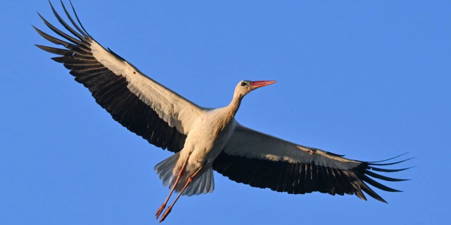 Storch