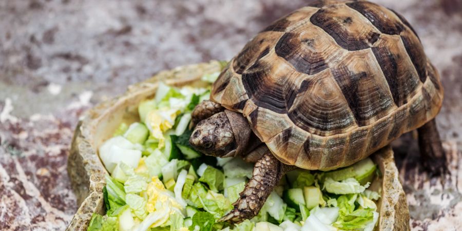 Schildkröte isst Salat