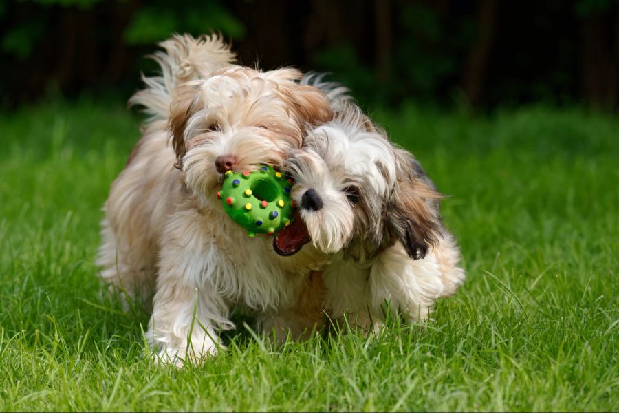 Hundewiese, Hund, Spielzeug