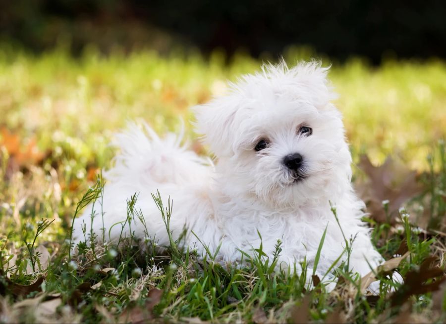 Der Malteser gehört zu den beliebtesten Hunderassen.